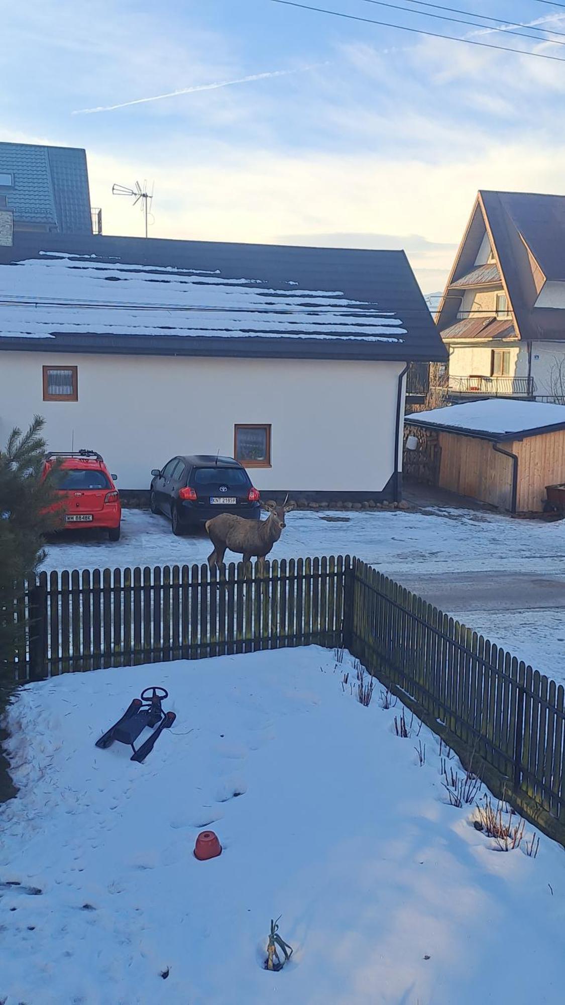Villa Majkowiczowka Czorsztyn Esterno foto